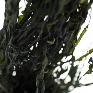 Alga Kombu disidratata bio della Galizia in foglie